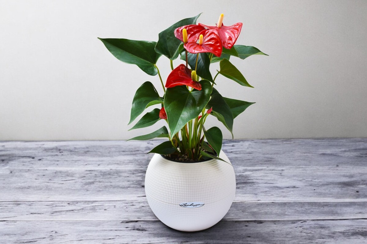 1713270780272-Photoroom Ανθούριο σε αυτοποτιζόμενη μπάλα LECHUZA - Image 2